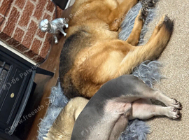 Shepherd male looking for forever home