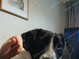 Patterdale x springer