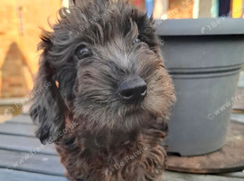 Mini-Wire Dachshund x Asian Toy Poodle