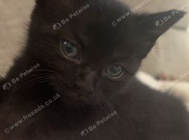 Gorgeous black kitten