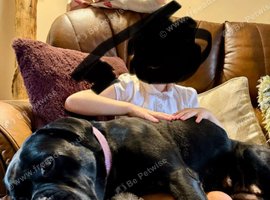 Beautiful cane corso