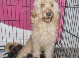 Cockapoo puppies