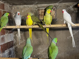 Ringnecks lovebirds cocktails