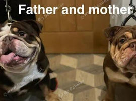 Adorable English Bulldogs