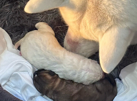 American akita