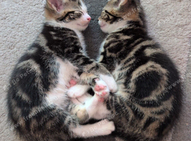 Kittens