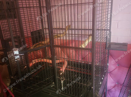 Parot large bird cage