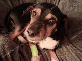 Jack Russell,Patindale