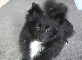 Pomeranian girl. 8 months old