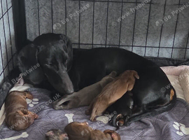 3 dachshund puppies
