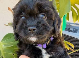 &ldquo;Adorable Maltipoo Puppy Looking for a Loving Forever Home&rdquo;