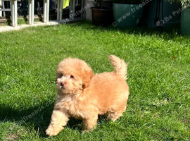 LAST ONE!! Stunning Labradoodle (Mini) From Health tested parents - READY NOW!!