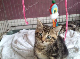 4 female tabby kittens and 1 black male