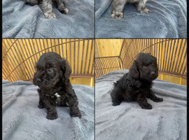 Schnoodle Puppies