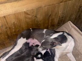 Lurcher puppies