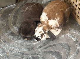Bonded Pair (mini & dwarf lops)