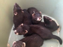 Eu polecat kits 4 hobs 1 Jill