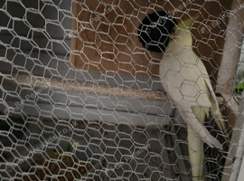 Tamed lutino cockatiel