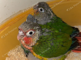 2 Green cheek Conures