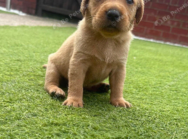 Labrador pups