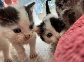 3 Gorgeous Kittens for sale