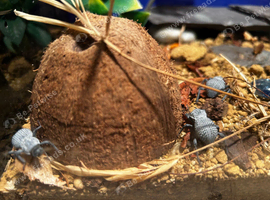 Blue death feigning beetles and enclosure