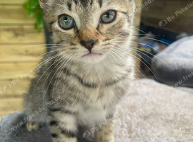 Little tabby boy