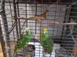 2 amazon parrots