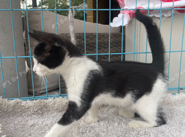 ragdoll cross kitten