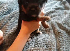Puppies