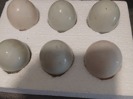 Pure Indian runner hatching eggs x6