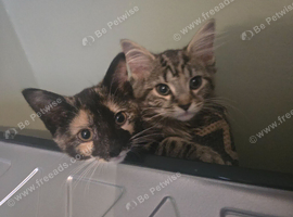 Two little kittens for sale (females)