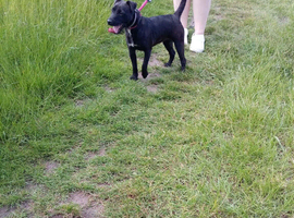Patterdale terrier