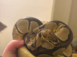 Olive - Female Clown Ball Python