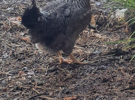 3 legbar hens and unrelated Cockerel