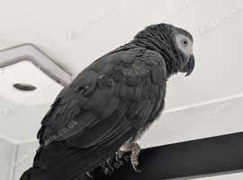Friendly, Chatty 2yo African Grey + Extras