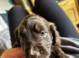 Cockerpoo puppies F1 stunning mixed litter