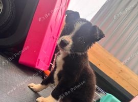 4 Collie pups