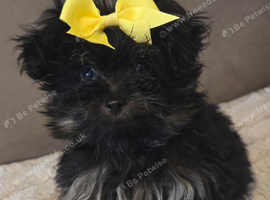 Teddy bear pomapoos