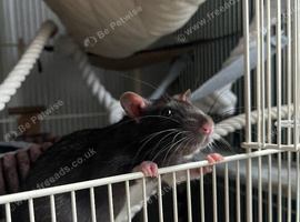 Male rats for rehoming