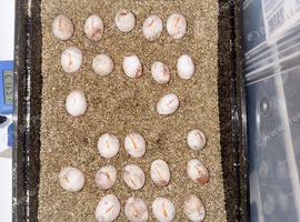Bearded dragon hatchlings