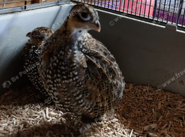 Young Mearns Quail