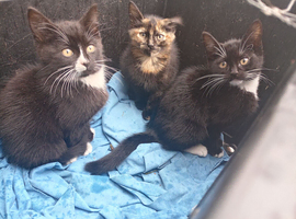 3 x 8 week old kittens