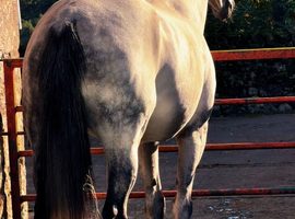16,2 grey gelding