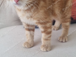 orange tabby kitten