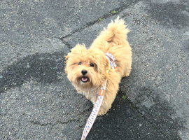 Beautiful Male Maltipoo Puppy