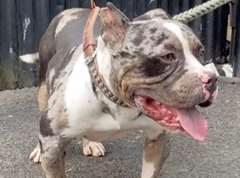 Merle Pocket Bully male 3 years old