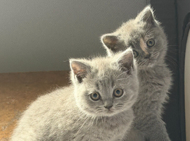 British Shorthair Kittens for Sale