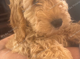 Cockapoo puppies 1 boy available