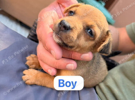 Jack Russell puppies 1 boy laft